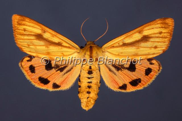 diacrisia metelkana.JPG - Diacrisia (= Rhyparioides) metelkana Ecaille des MaraisLepidoptera, ArctiidaePapillon protégé en France